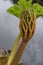 Brazilian giant-rhubarb Gunnera manicata close-up of an unfolding leaf