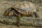 Brazilian giant tortoise Chelonoidis denticulata stands on the edge and looks down