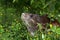 Brazilian guinea pig