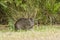 Brazilian guinea pig Cavia aperea eating grass