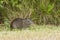 Brazilian guinea pig Cavia aperea eating grass