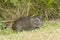 Brazilian guinea pig Cavia aperea eating grass