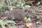 Brazilian guinea pig Galea spixii in the midst of wildlife, Northeastern Caatinga in Brazil