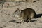 Brazilian guinea pig or prea, Cavia aperea