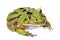 The Brazilian horned frog isolated on white
