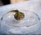 The Brazilian horned frog tadpole in the water