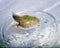 The Brazilian horned frog tadpole in the water