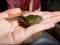 The Brazilian horned frog tadpole in the water