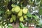 Brazilian Jackfruit hanggin in the tree. green jackfruit in the garden
