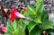 Brazilian jasmine Red, Mandevilla sanderi, Dipladenia sanderi