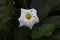 brazilian jasmine white