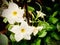 Brazilian jasmine white color flowers with green leaves background.