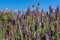 Brazilian lavender flowers