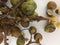 Brazilian longan fruit or Fijian Longan or Crystal Fruit or Pometia Pinnata