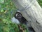 brazilian marmoset hiding in the fence post.