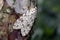 Brazilian moth sighted in remnant of Atlantic Rainforest