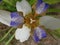 Brazilian Neomarica Candida flower in the garden