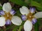 Brazilian Neomarica Candida flower in the garden