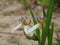 Brazilian Neomarica Candida flower in the garden