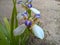 Brazilian Neomarica Candida flower in the garden