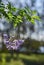 Brazilian nightshade(Solanum seaforthianum) hanging in bright sunlight.