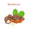 Brazilian nuts. Vector illustration of a handful nut peeled and in shell, leaves isolated