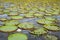 Brazilian Panantal and Victoria Regia plant over river