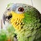 Brazilian parrot, green and yellow, with blurred background, bird`s head.