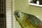 A brazilian parrot looking at you