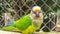 Brazilian parrot posing for photo