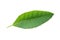 Brazilian pepper leaf