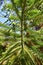 Brazilian pine ( Araucaria angustifolia )tree and leaves.