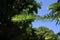 Brazilian pine ( Araucaria angustifolia )tree and leaves.