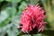 Brazilian plume flower justicia carnea