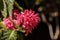 Brazilian plume flower Justicia carnea blooms with pink flowers