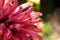 Brazilian plume flower Justicia carnea blooms with pink flowers