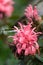 Brazilian plume flower, Justicia carnea, lilac flower