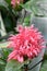 Brazilian plume flower Justicia carnea, pink flowers