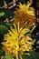 Brazilian plume flowers, Justicia umbrosa or Justicia aurea