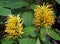 Brazilian plume flowers, Justicia umbrosa or Justicia aurea, on tropical garden, Rio