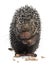 Brazilian Porcupine, Coendou prehensilis