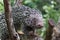 Brazilian Prehensile-tailed Porcupine - Coendou prehensilis