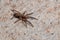 Brazilian Prowling Spider