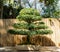 Brazilian Rain Tree Chloroleucon tortum bonsai tree