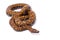 Brazilian rainbow boa, Epicrates cenchria cenchria