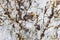 Brazilian rocks are rare marble texture