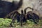 Brazilian salmon pink bird-eating tarantula (Lasiodora parahybana).