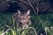 Brazilian Shorthair Cat Holding his Favorite Cord Toy on the Grass