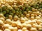 Brazilian soybean seeds background