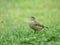 Brazilian Sparrow Bird - Passer